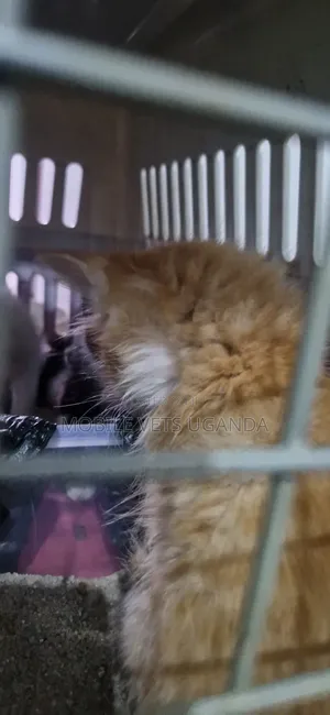 Female Purebred Bombay Kitten, 1-3 Months Old