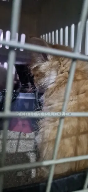 Male American Bobtail Kitten (0-1 Month)