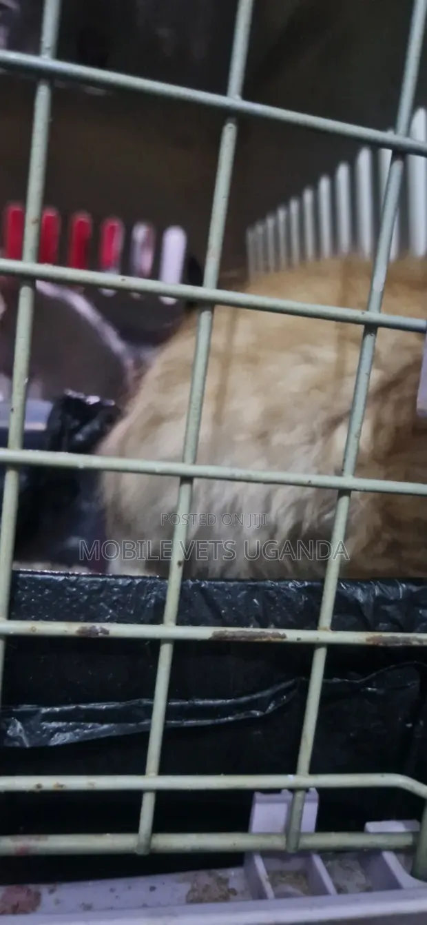Female Nebelung Kitten, 1-3 Months Old - 1