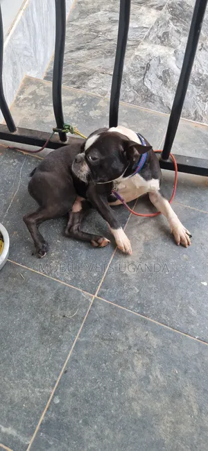 Female Purebred Boston Terrier Puppy (1-3 Months)