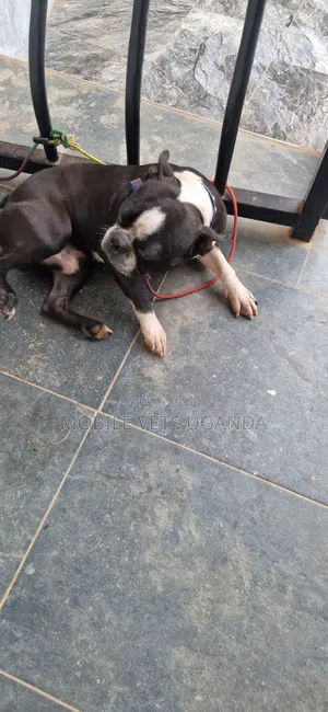 Purebred Boston Terrier Puppy - 1-3 Months Old, Male