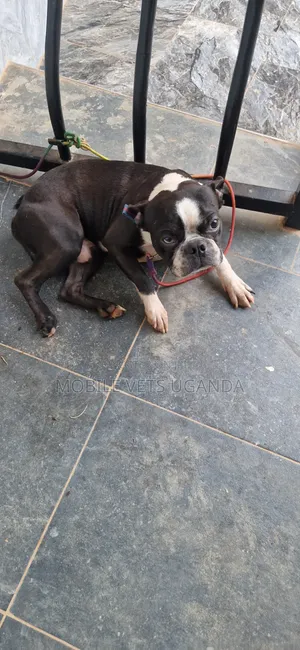 Female Purebred Boston Terrier Puppy (0-1 Month)