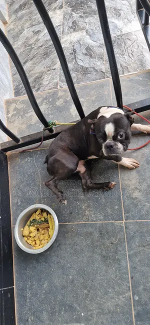 Purebred Boston Terrier Puppy - 1-3 Months Old