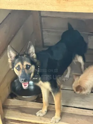 Female Purebred German Shepherd, 3-6 Months
