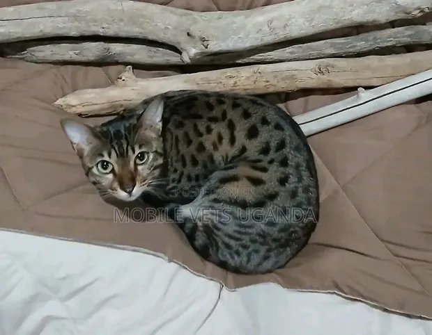 Purebred Savannah Kitten - 1-3 Months Male - 1