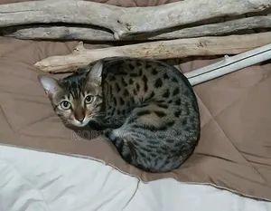 Purebred Savannah Kitten - 1-3 Months Male