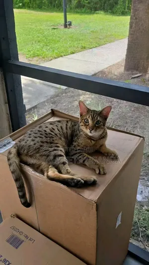 1-3 Month Old Male Purebred Savannah Kitten