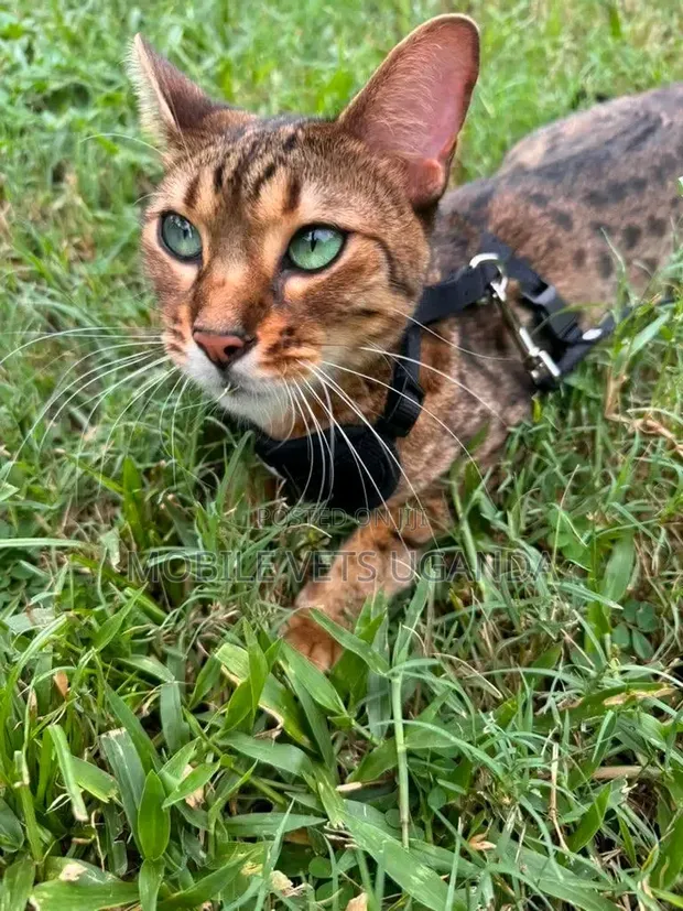 Purebred Female Savannah Kitten (3-6 Months) - 1