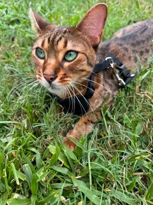 Purebred Female Savannah Kitten (3-6 Months)