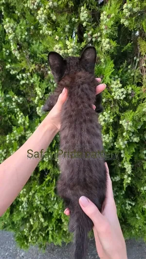 Purebred Female Savannah Kitten (0-1 Month)