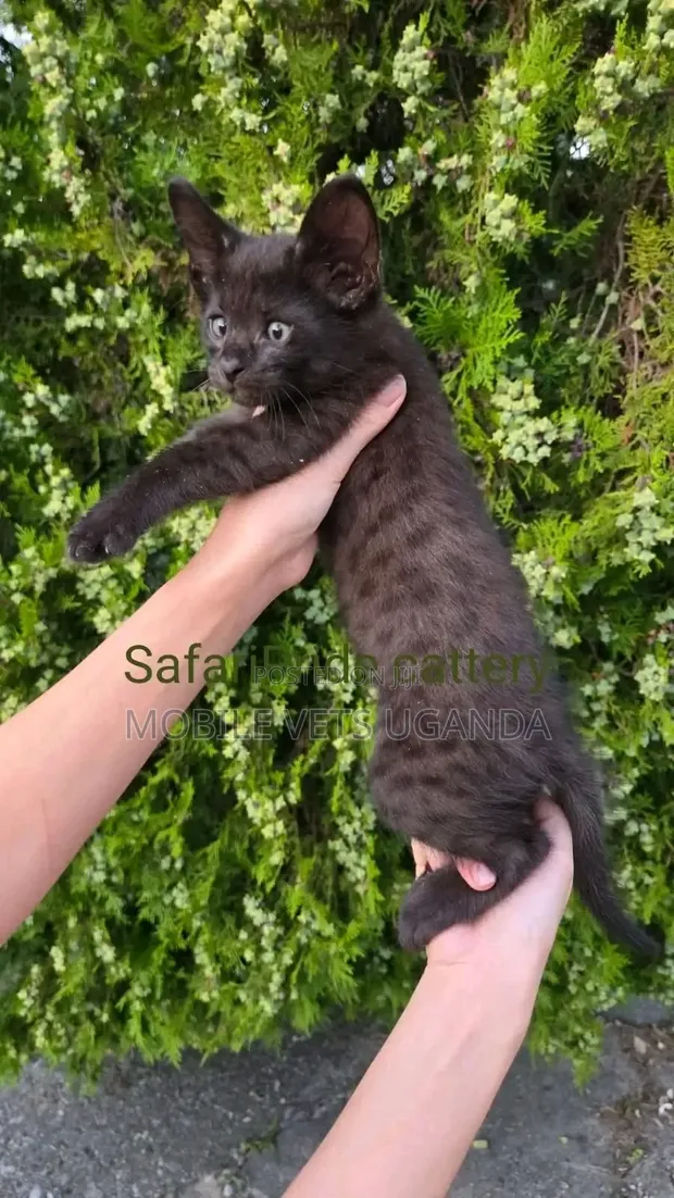 3-6 Month Male Purebred Savannah Kitten - 1