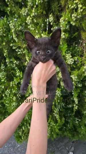Female Purebred Savannah Kitten (1-3 Months)