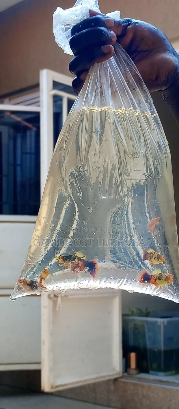Platies Fish for Aquarium - 1