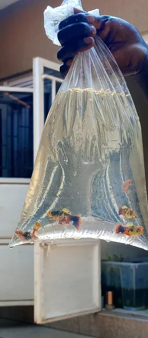 Platies Fish for Aquarium
