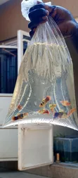Platies Fish for Aquarium - 2