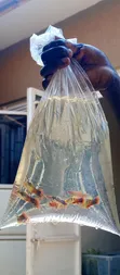 Platies Fish for Aquarium - 3