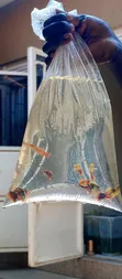 Platies Fish for Aquarium - 4