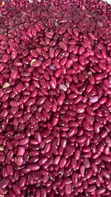 Red Beans (Wayilimu) - 1