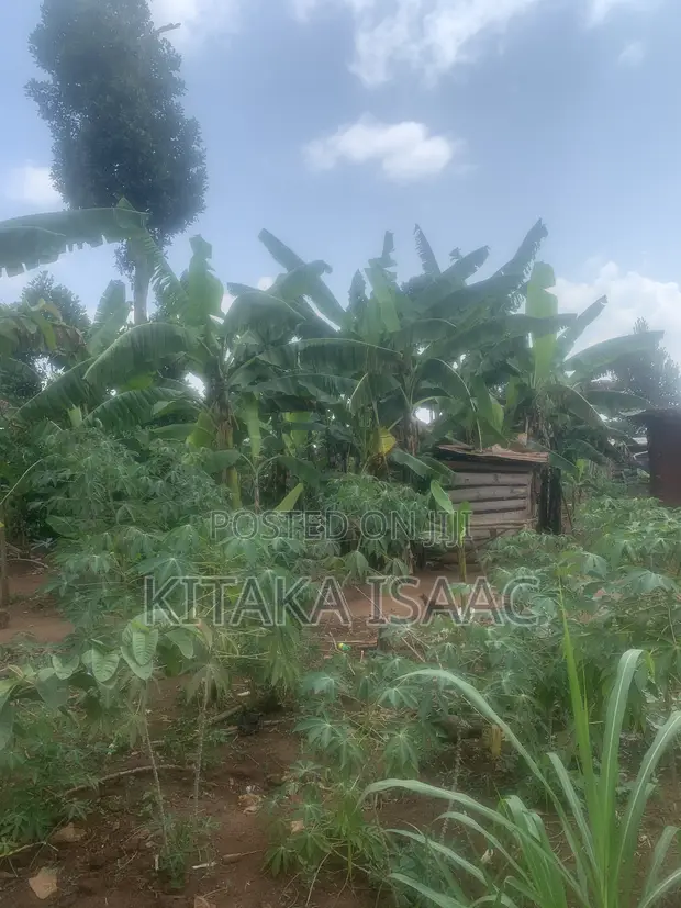 One and a Half Acres of Land for Sale in Kasawo - 1