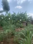 One and a Half Acres of Land for Sale in Kasawo - 1