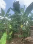 One and a Half Acres of Land for Sale in Kasawo - 2