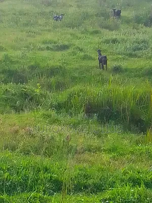 Commercial Land for Sale in Kyabugimbi, Bushenyi