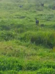 Commercial Land for Sale in Kyabugimbi, Bushenyi - 1