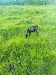 Commercial Land for Sale in Kyabugimbi, Bushenyi - 2