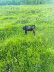Commercial Land for Sale in Kyabugimbi, Bushenyi - 3