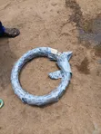 Razor Wire - 2