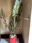 Artificial Plant and Pot - 2