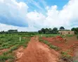 50x100ft Plots for Sale in Zirobwe - 2