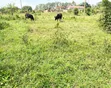 Plot for Sale in Bugema, Gayaza Road - 5
