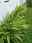 Landscape Design Services - 2