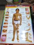 Kids Educational Waterproof Charts - Body Parts, Animals, Vowels - 1