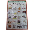 Kids Educational Waterproof Charts - Body Parts, Animals, Vowels - 2