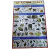 Kids Educational Waterproof Charts - Body Parts, Animals, Vowels - 4