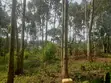 Land for Sale - Kalagala - 1