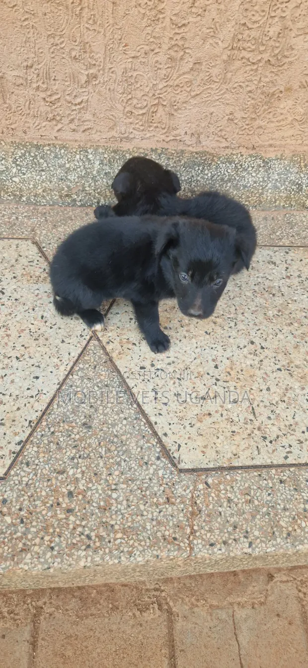 Purebred German Shepherd Puppy (0-1 Month) - 1