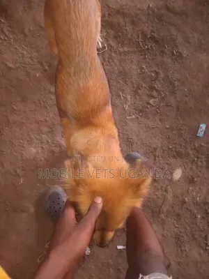 Female Mixed Breed Golden Retriever, 3-6 Months