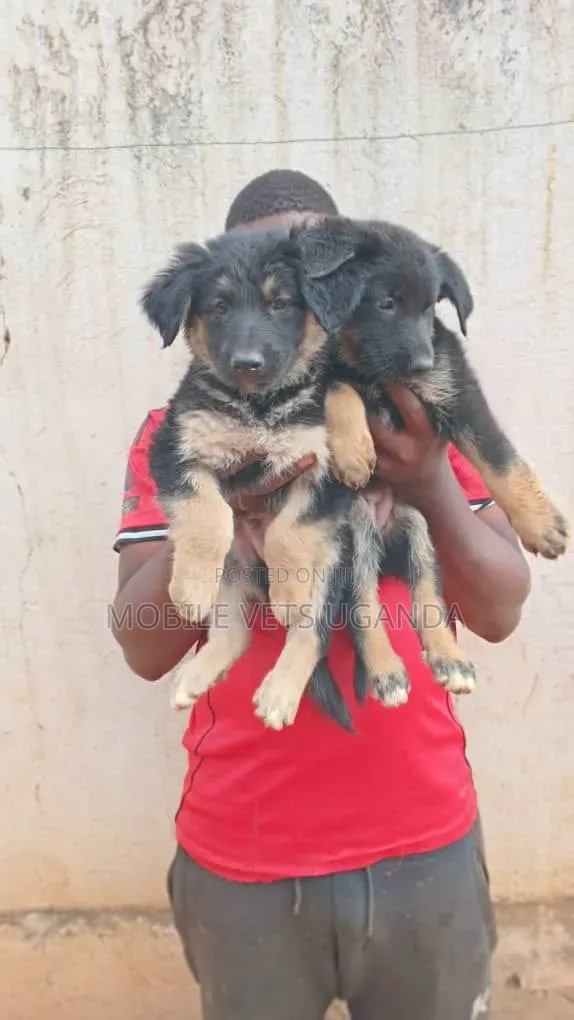 Female Purebred German Shepherd Puppy (1-3 Months) - 1