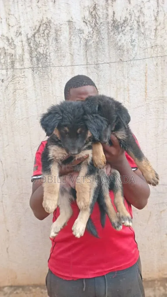 1-3 Month Male Purebred German Shepherd Puppy - 1