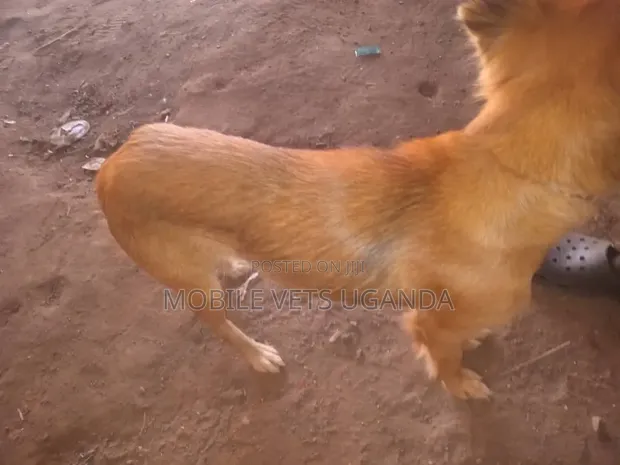 Male Mixed Breed Golden Retriever Puppy (1-3 Months) - 1