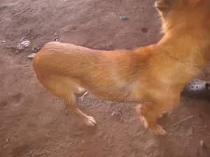 Male Mixed Breed Golden Retriever Puppy (1-3 Months)