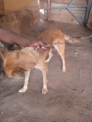 1-3 Month Male Mixed Breed Golden Retriever