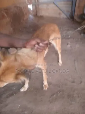 3-6 Month Female Mixed Breed Golden Retriever