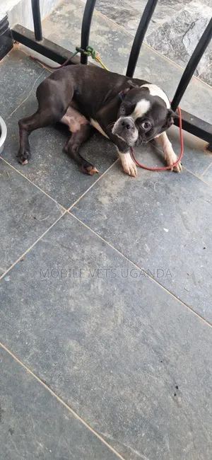 Purebred Boston Terrier Puppy - 1-3 Months Old