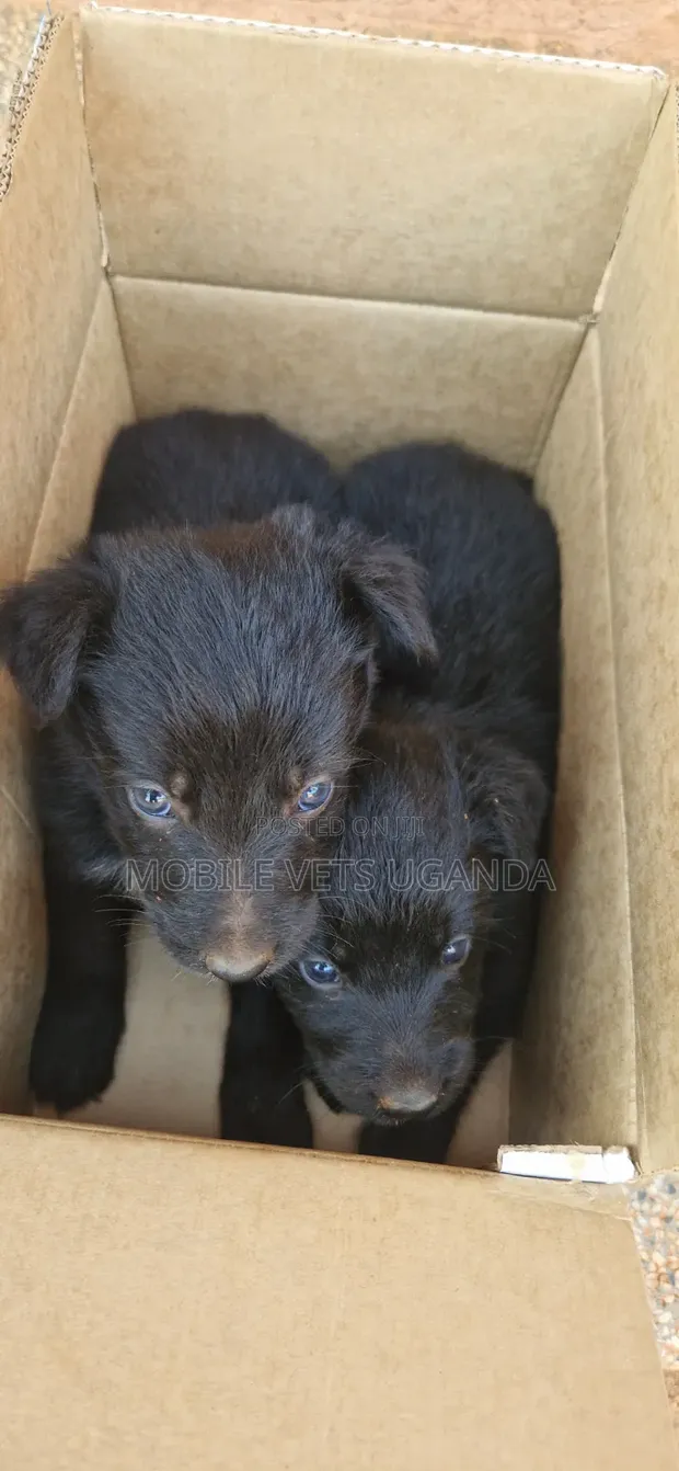 Female Purebred German Shepherd Puppy (1-3 Months) - 1