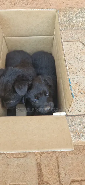 1-3 Month Old Male Purebred German Shepherd Puppy
