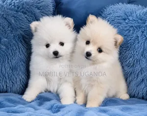 Purebred Pomeranian Puppy - 1-3 Months Old